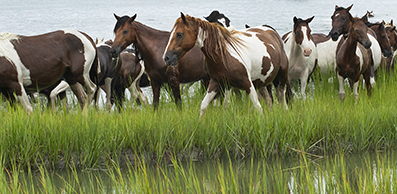 Chincoteague Wild Ponies : Personal Photo Projects : Photos : Richard Moore : Photographer